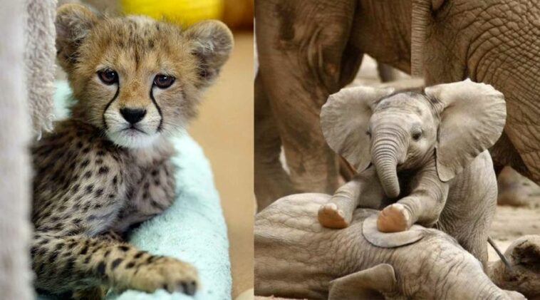 Missing Zoo? Meet 20 Cute Baby Animals That Can Cure Your Feeling