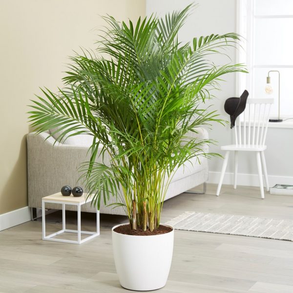 15 Indoor Plants That Make Your House Look Stunning And Healthy