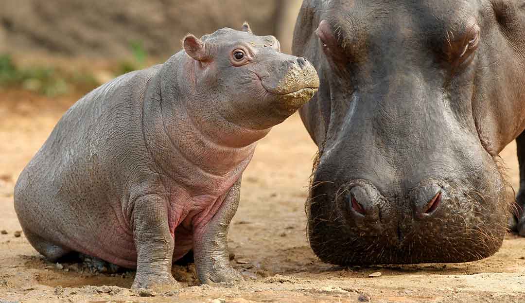 Missing Zoo? Meet 10 Cute Baby Animals That Can Cure Your Feeling