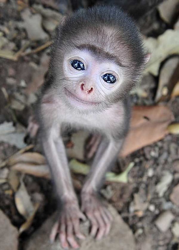 Missing Zoo? Meet 10 Cute Baby Animals That Can Cure Your Feeling