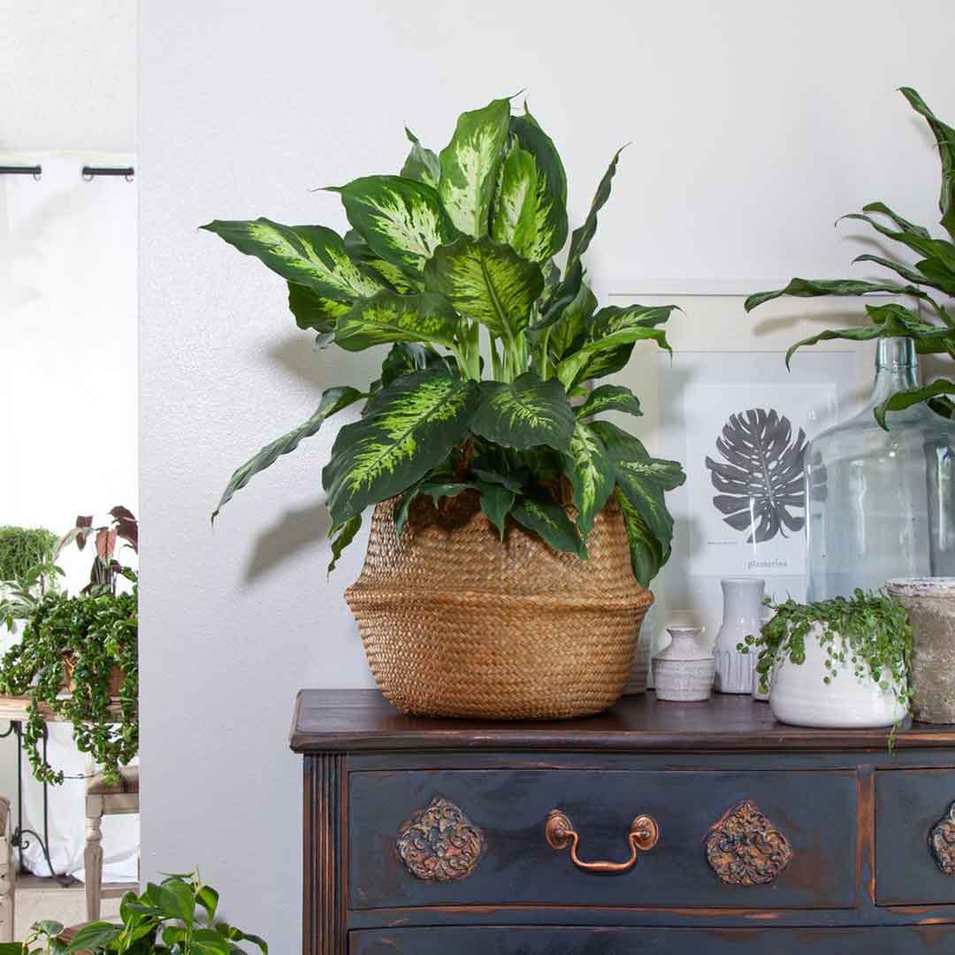 15 Indoor Plants That Make Your House Look Stunning And Healthy