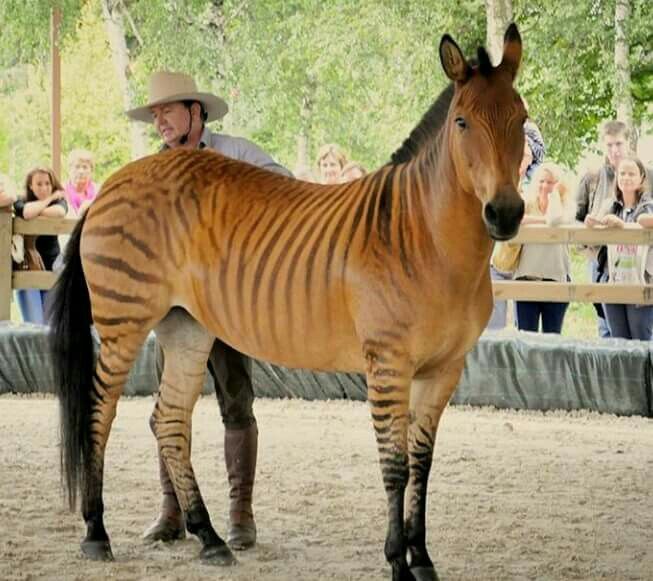Not Photoshoped! These are 10 Real Hybrid Animal