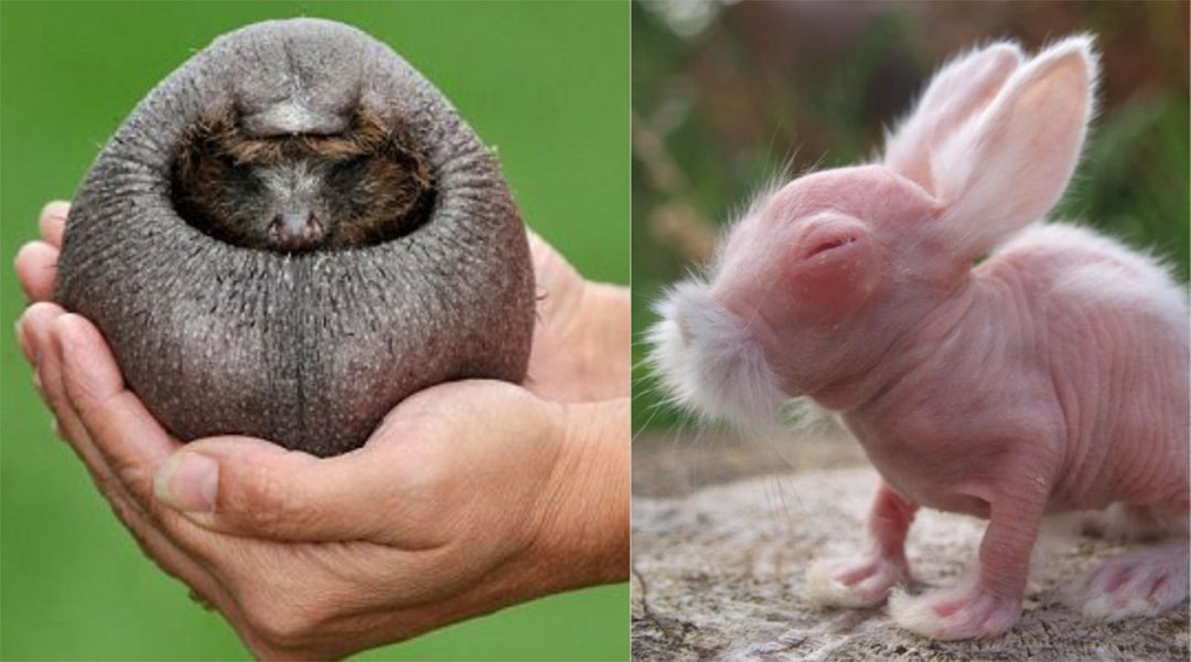 Not Just Hairless Bear, Here 12 Animals Without Hair - Gluwee