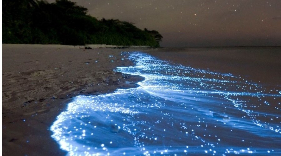 Sea of Stars, The Phenomenon Of Neon Blue Glows At The Beach